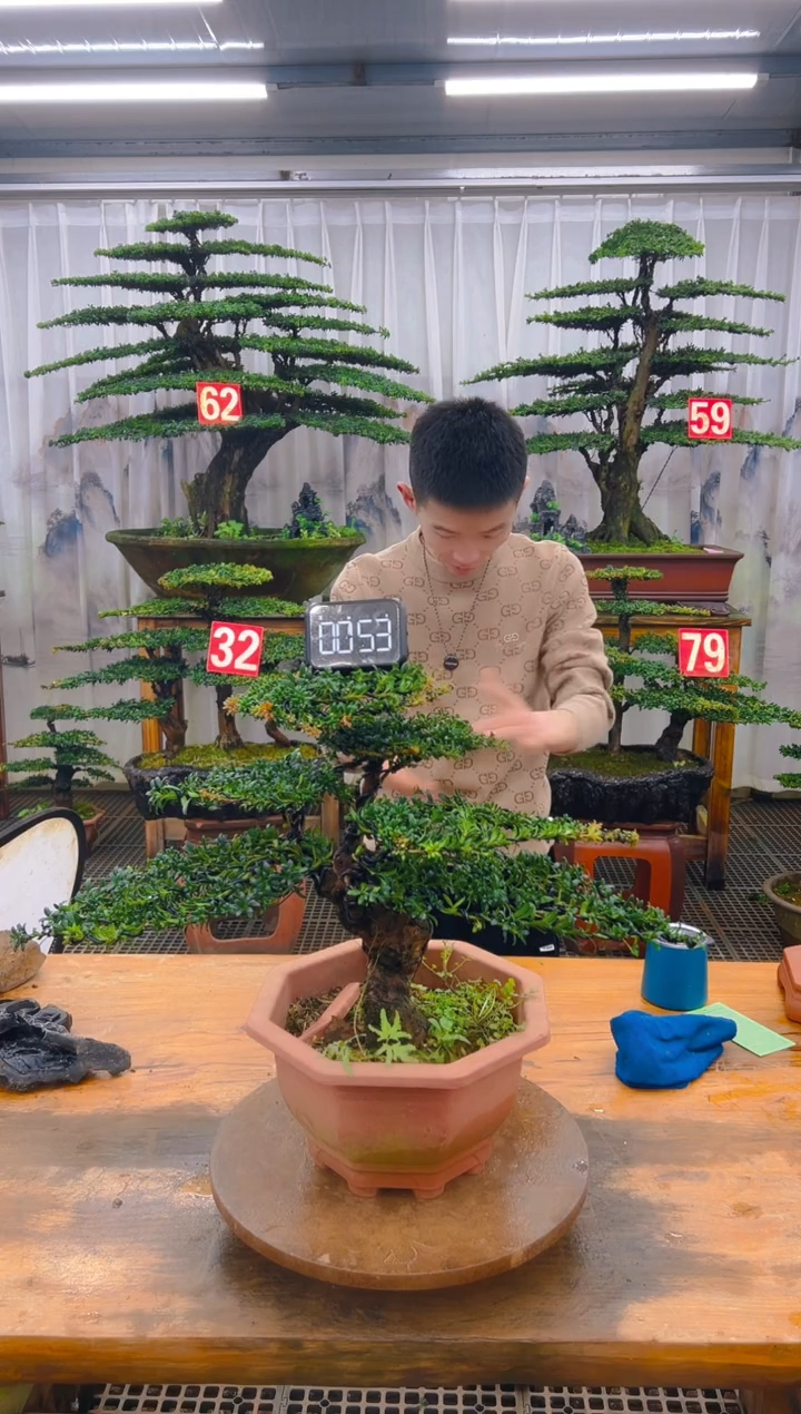无花朵精品盆景直播间一物一拍