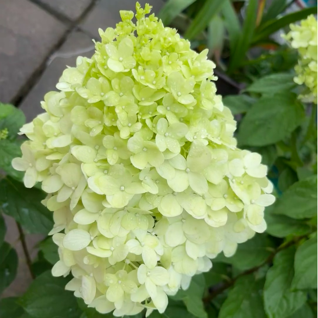 北极熊圆锥绣球绣球花室内八仙花盆栽花卉阳台四季开花好养老桩