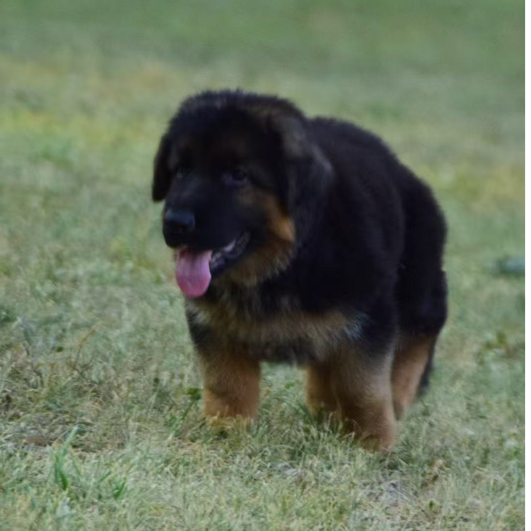 牧羊犬等多种狗狗活体售卖