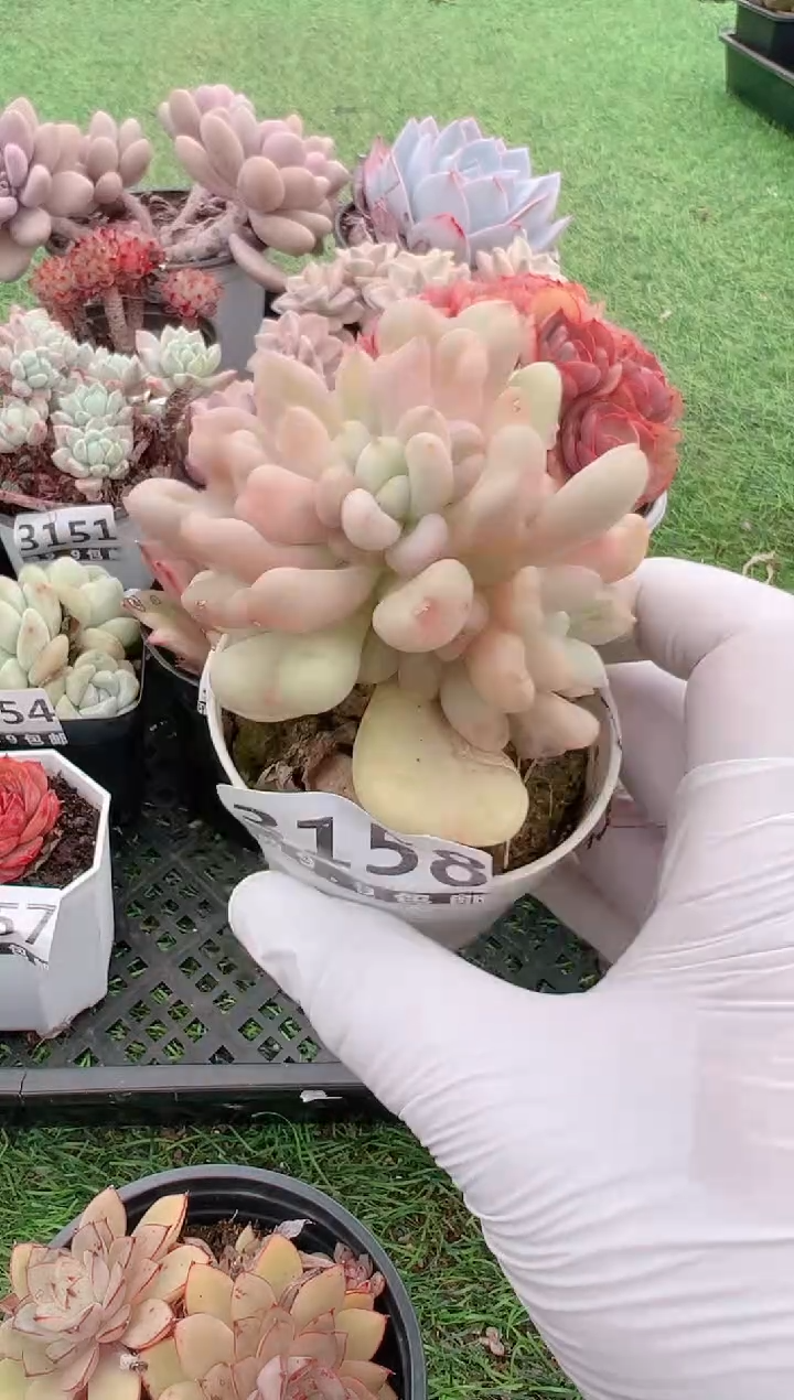 【闪购商品】信福多肉一物一拍