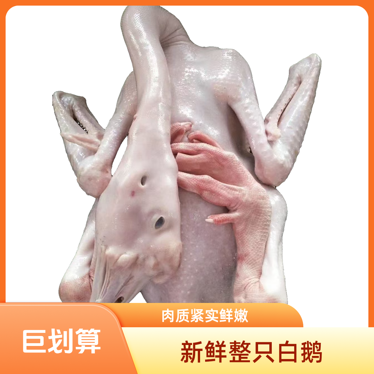 费记 散养特大狮头鹅 （3天的）现杀带内脏 京东发货