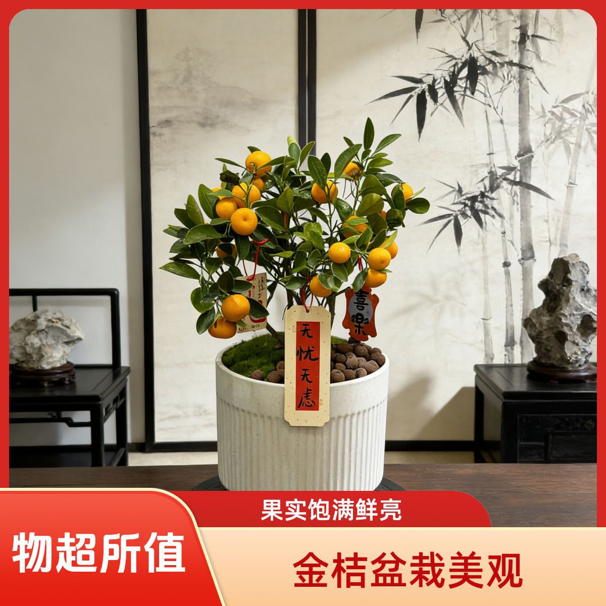 003金桔盆栽花店免费配送