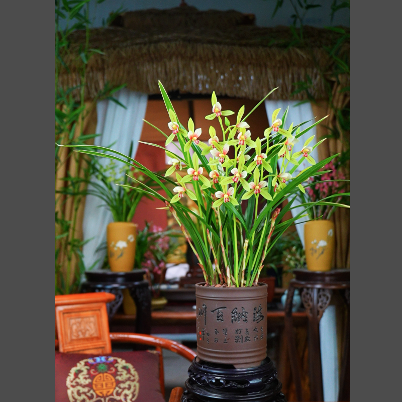 建兰带花苞【胭脂仙子 5-8支花】配紫砂花盆种好室内好养活兰花盆栽
