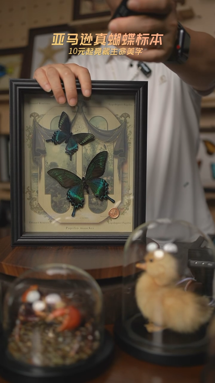 绿带翠凤蝶春夏型组合