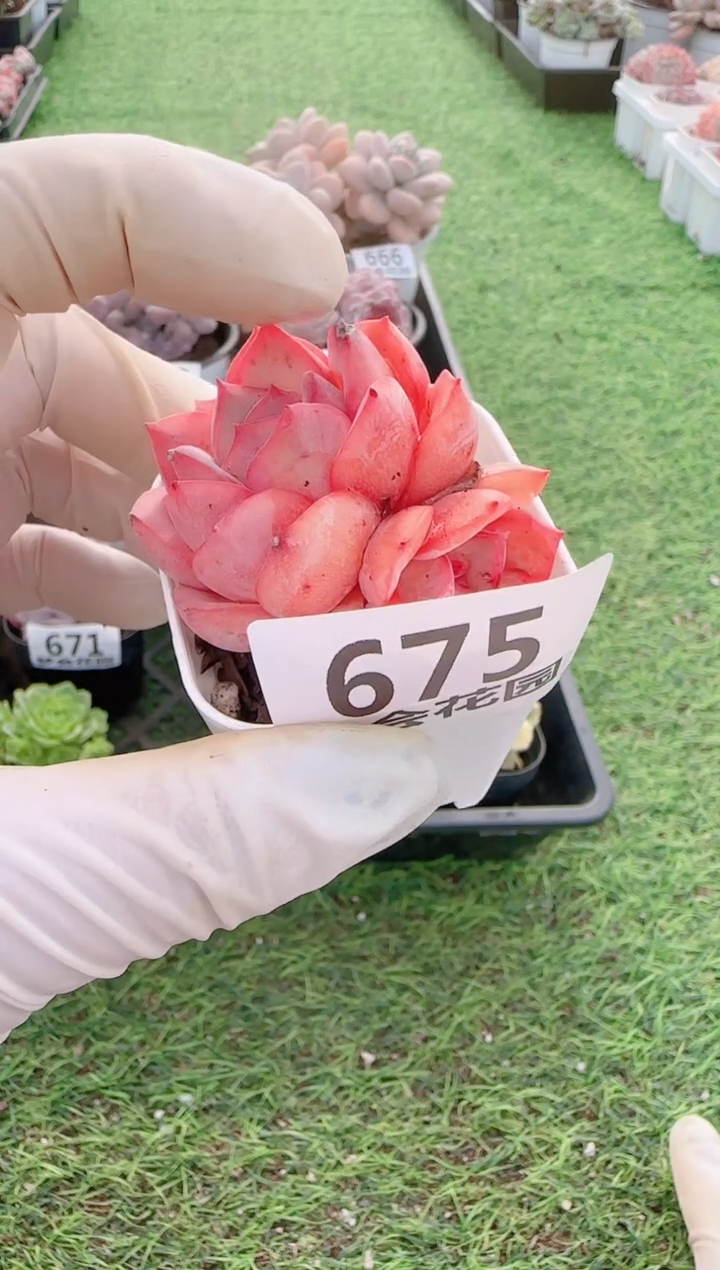 【闪购商品】梦会多肉一物一拍