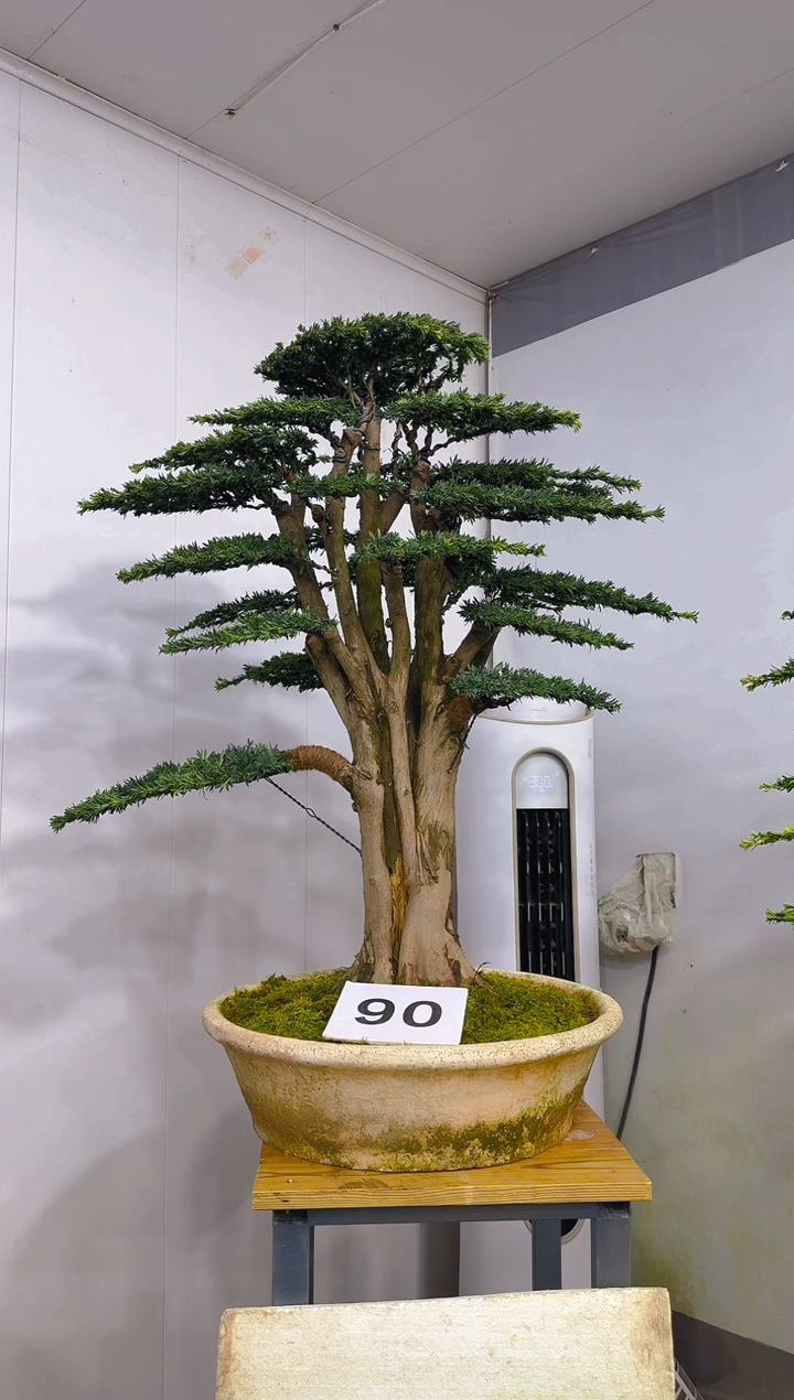 无花朵小**头一物一拍一物一拍