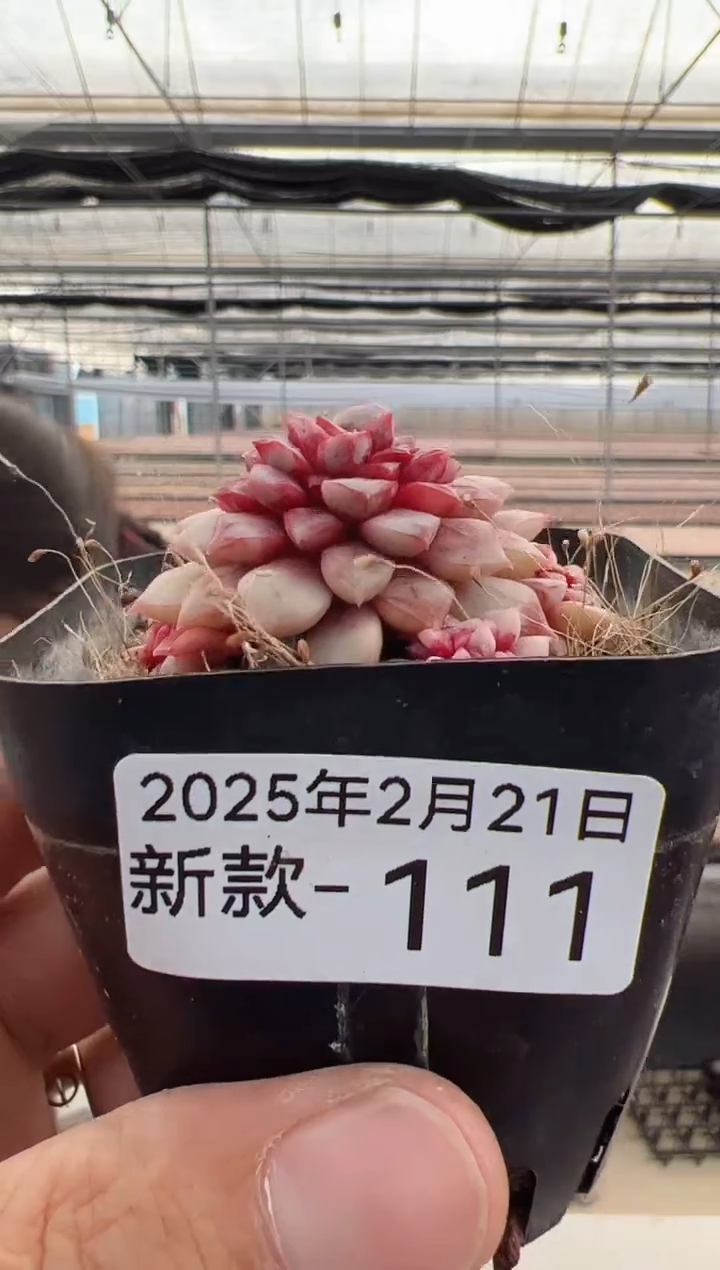 【闪购商品】新款多肉-111