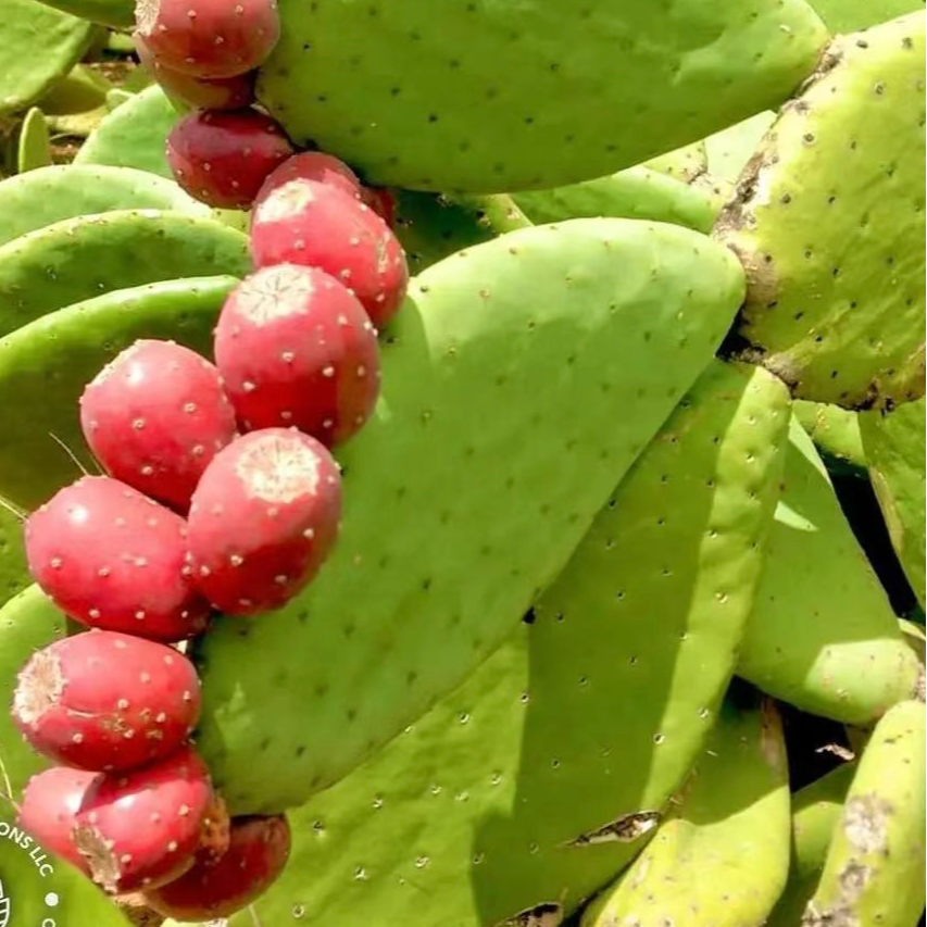 【滇红仙人掌】墨西哥进口紫红果/种植片（1片装）30cm以上