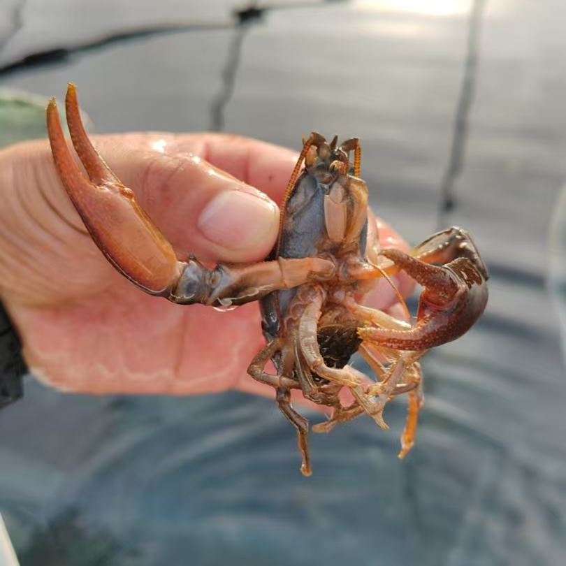 蝲蛄，东北鳌虾，泉水蝲蛄