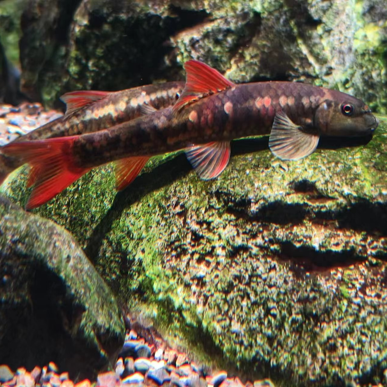 红尾墨头观赏鱼除藻工具鱼