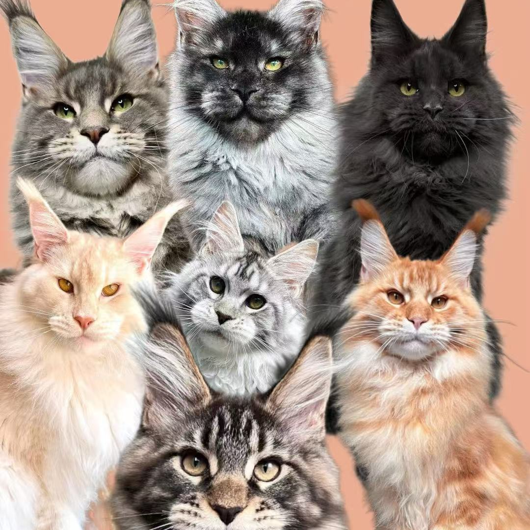 【山君缅因猫】活体猫咪专拍连接