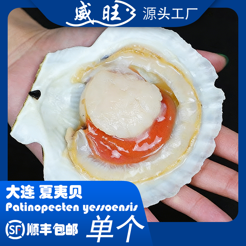 大连超大（扇贝王）夏夷贝