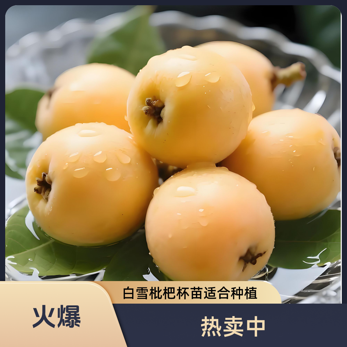 白雪枇杷杯苗基地直发