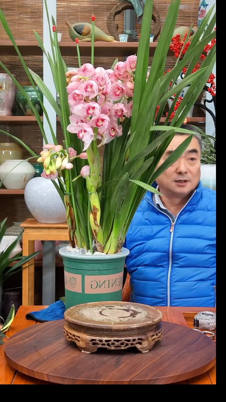 无花朵伴**行水之韵水培兰花不带瓶