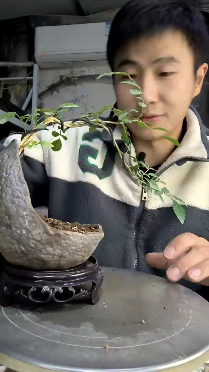 颖***姐中青园艺一物一拍466