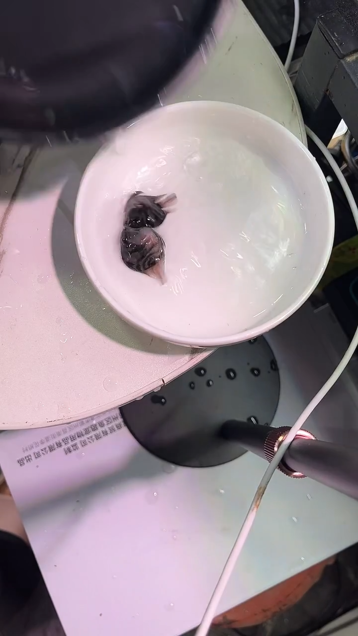 鹦鹉鱼14242424242