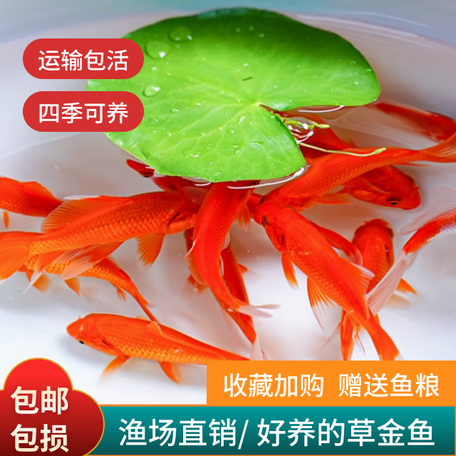 《福利大规格草金鱼》精品火焰红草金鱼观赏小鱼水中萌宠