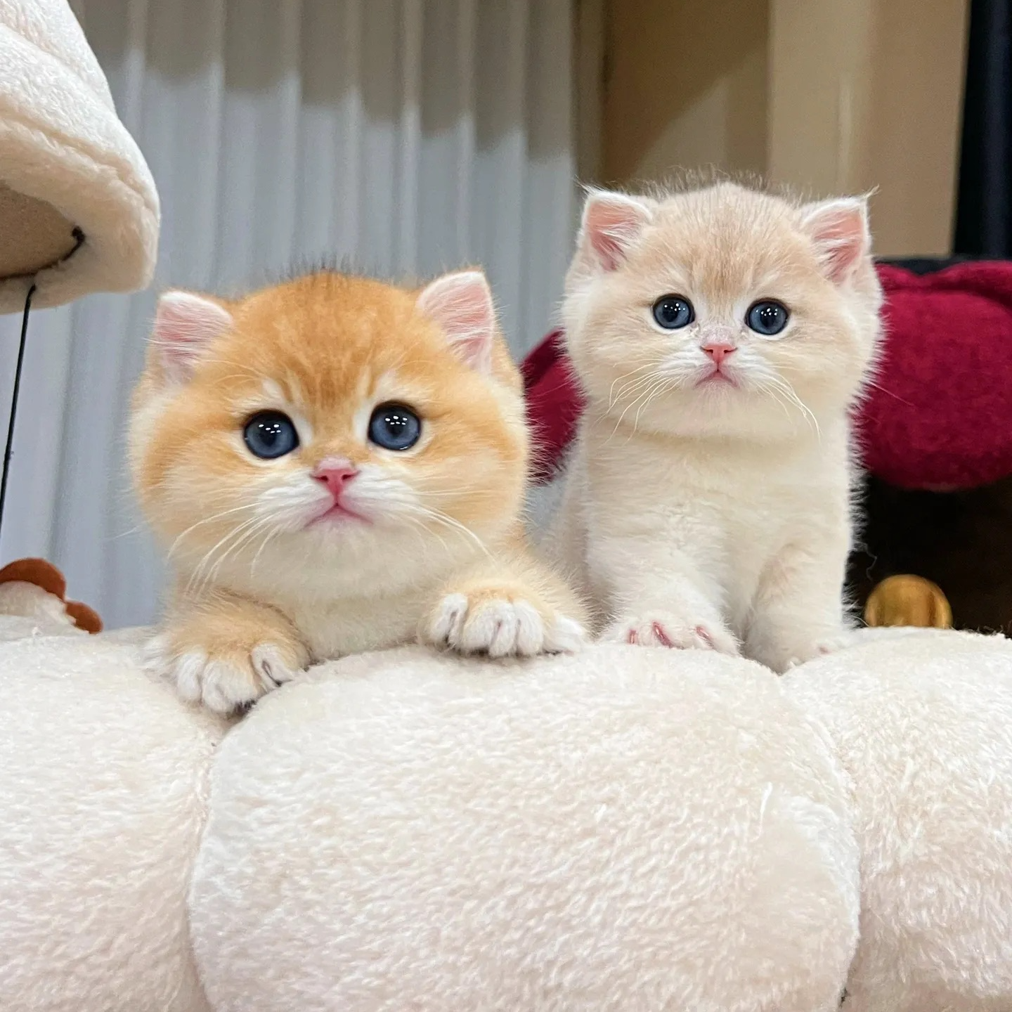 【汪喵萌宠】 纯种品种猫猫 性格好萌萌宠物猫