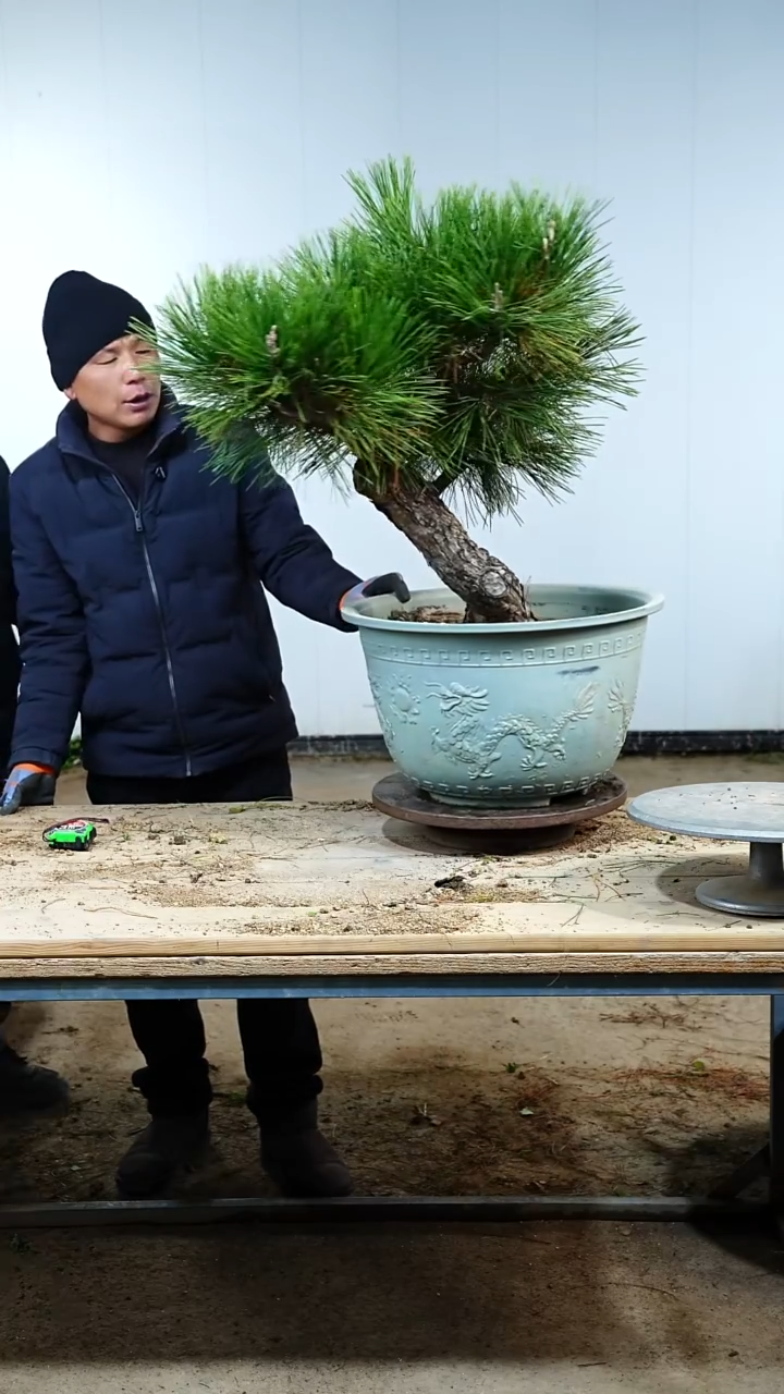 无花朵松树88888