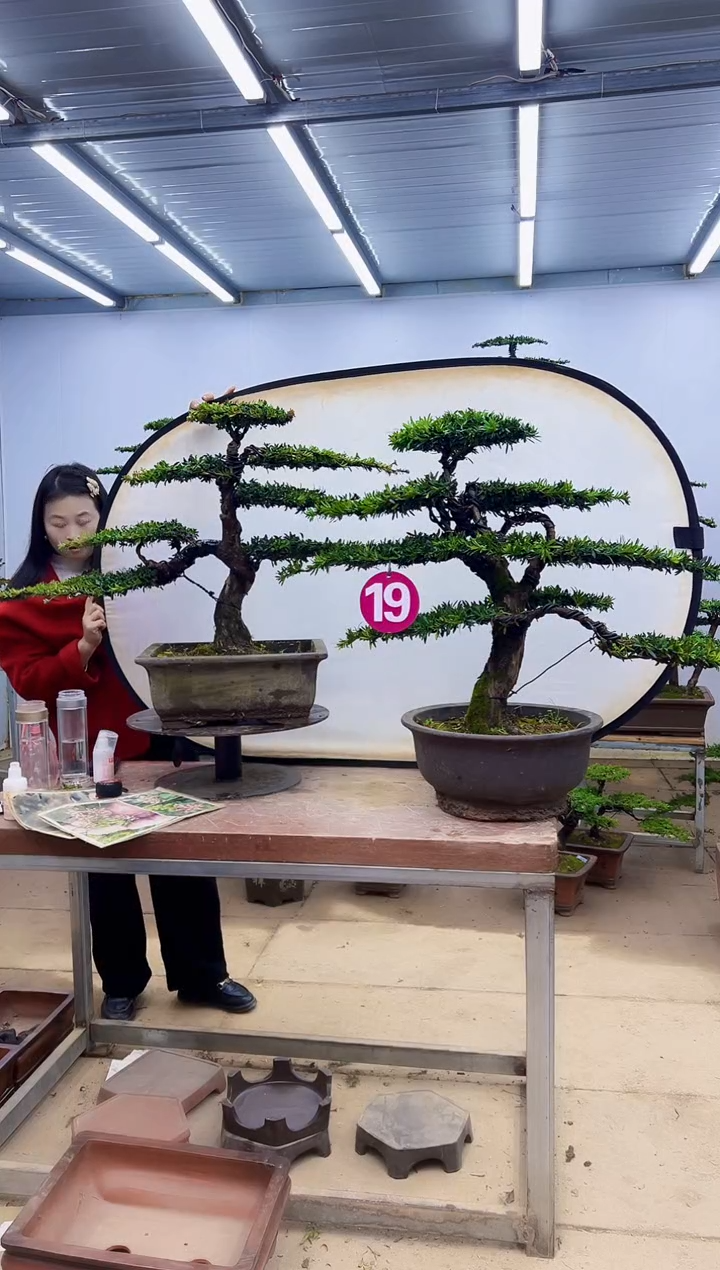 无花朵一物一拍，所见即所得