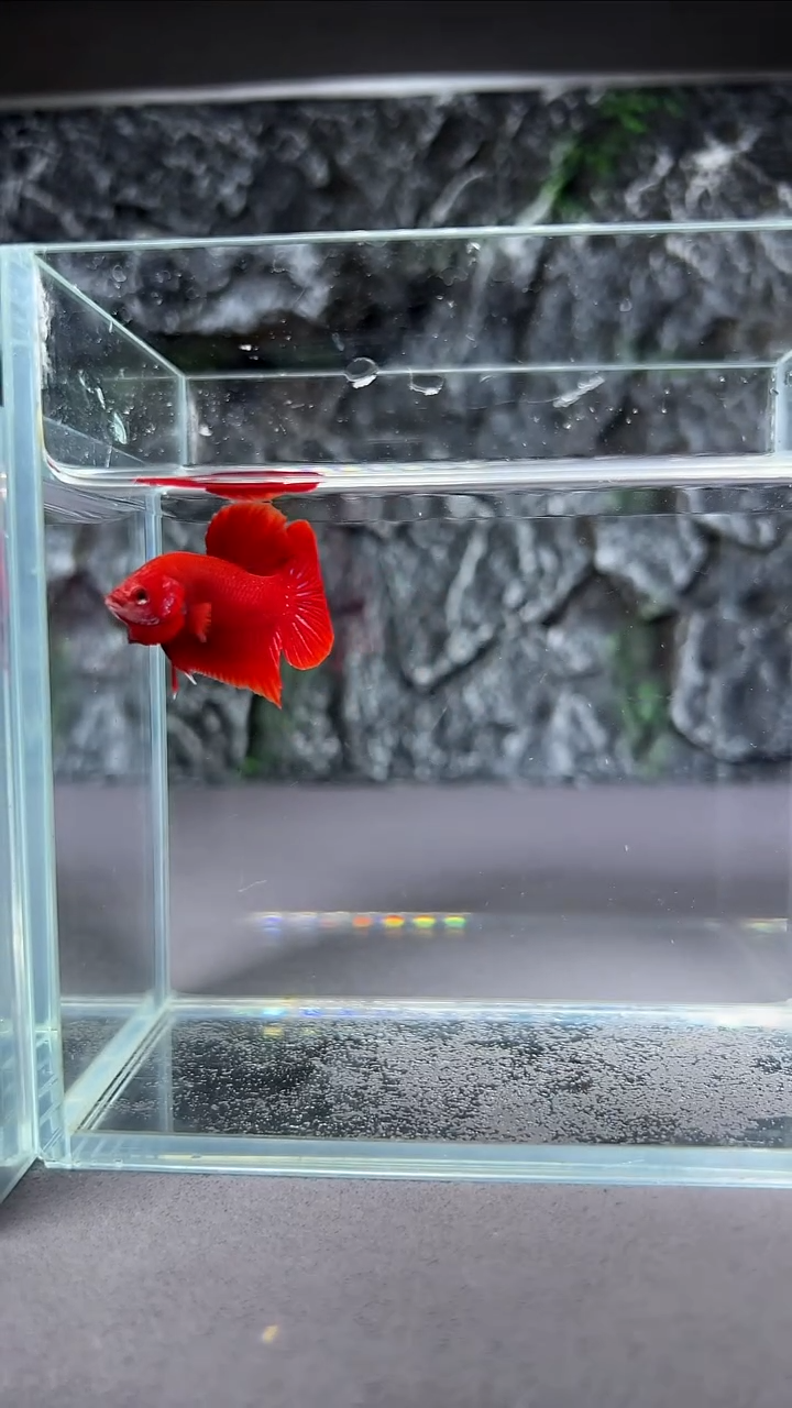 斗鱼竞拍链接A104