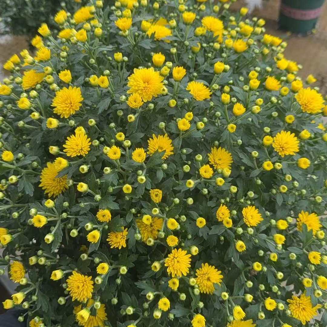 千头菊【黄水晶】阳台庭院耐寒耐热好养护