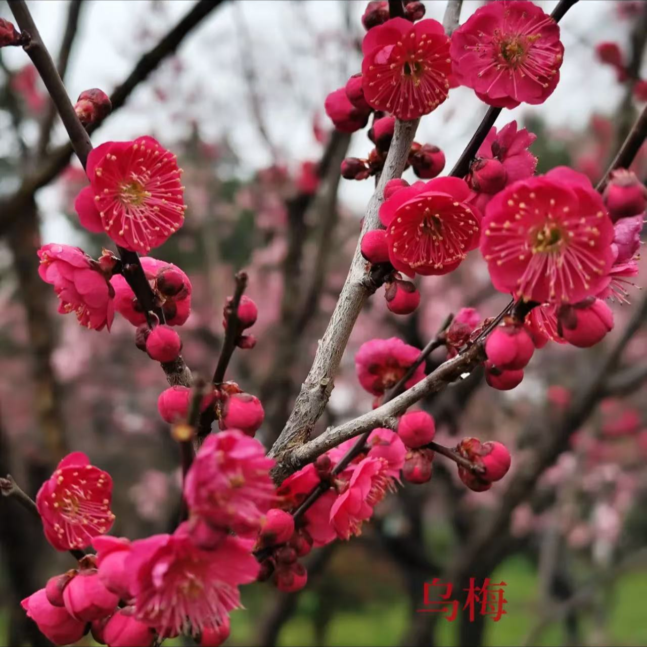 精品梅花带花苞红梅绿梅盆景老桩大花型冬季耐寒开骨里红盆栽庭院