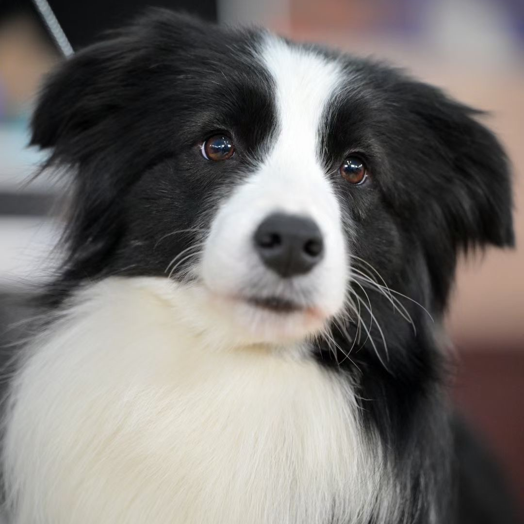 君旺犬舍边牧幼犬宝宝活体链接