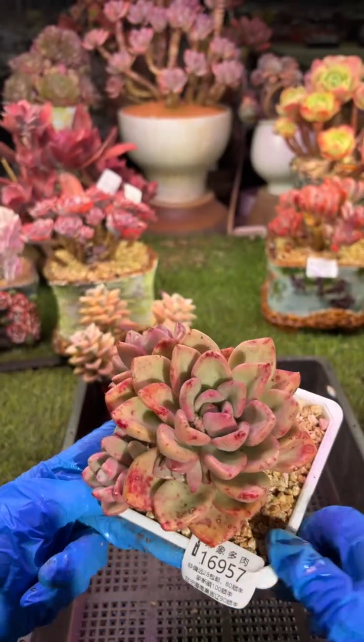 【闪购商品】16957