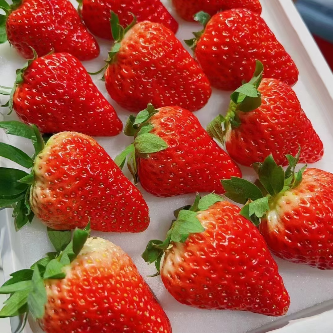 【密云本地红颜草莓】自然成熟 新鲜奶牛草莓 新鲜应季水果北京市