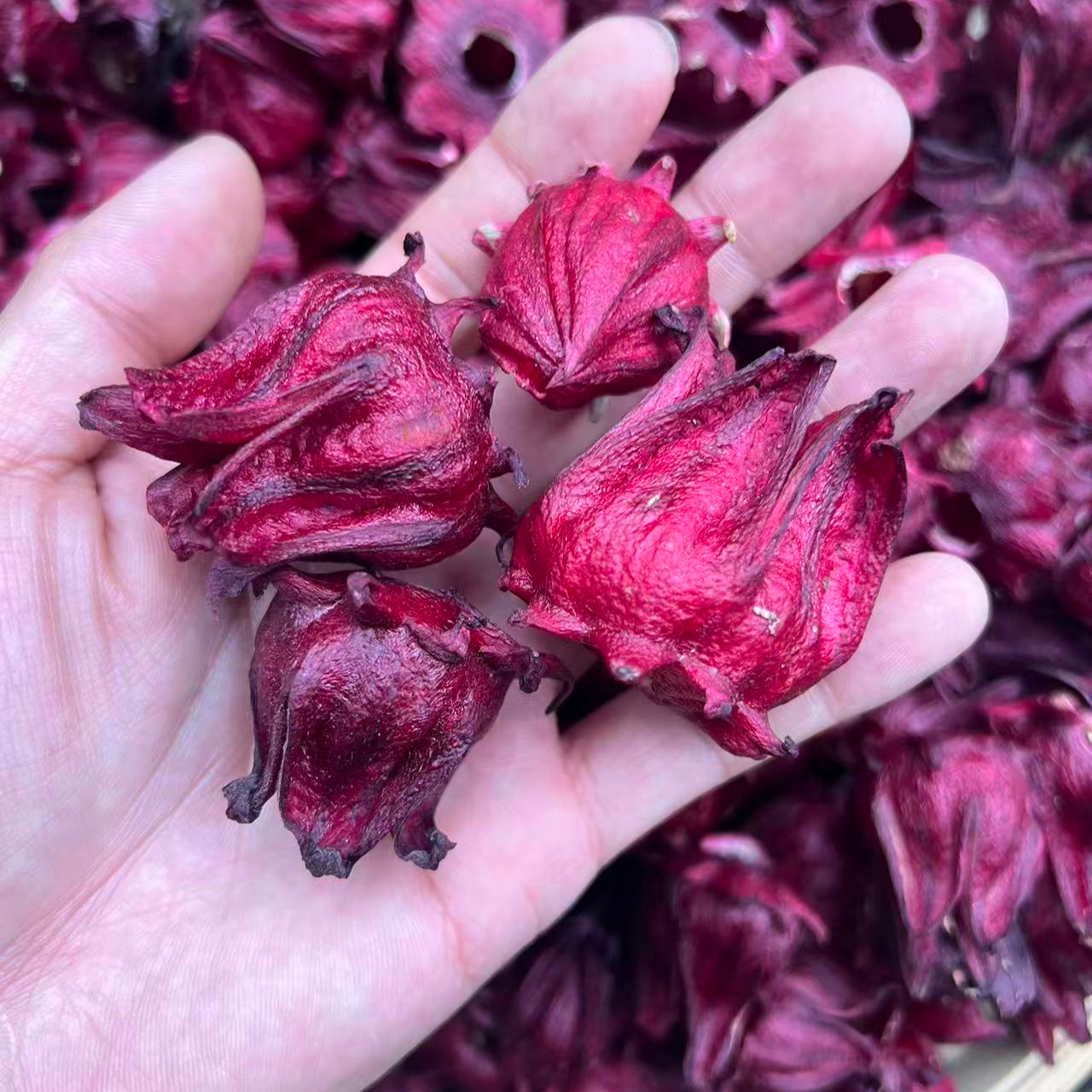 云南冻干 洛神花 大朵高品质-小莫直播