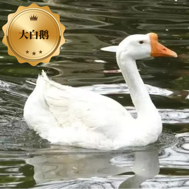 散养四季高产蛋大白鹅宠物鹅到手20只