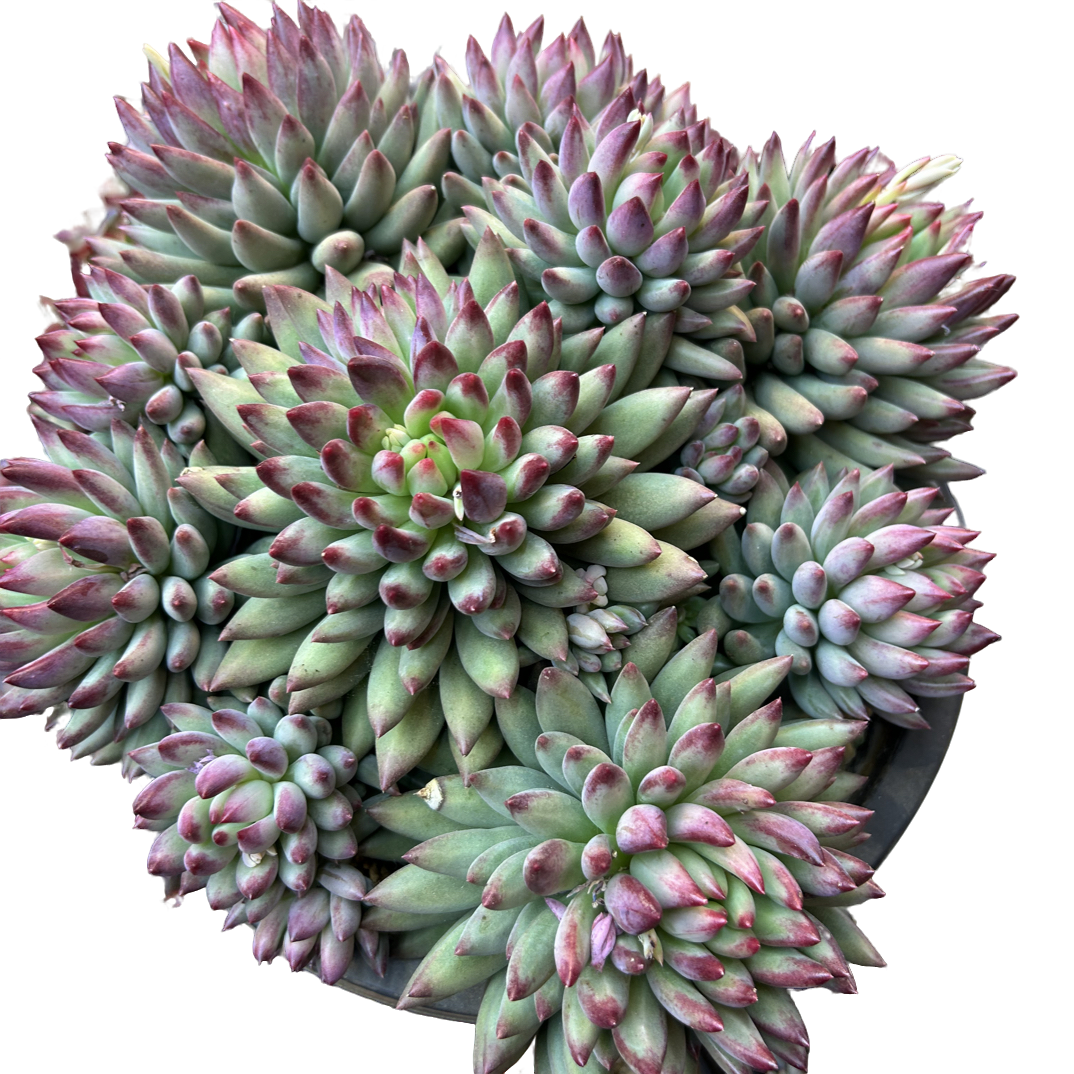 （二代虞大群）整装老桩飘枝盆栽盆景多肉