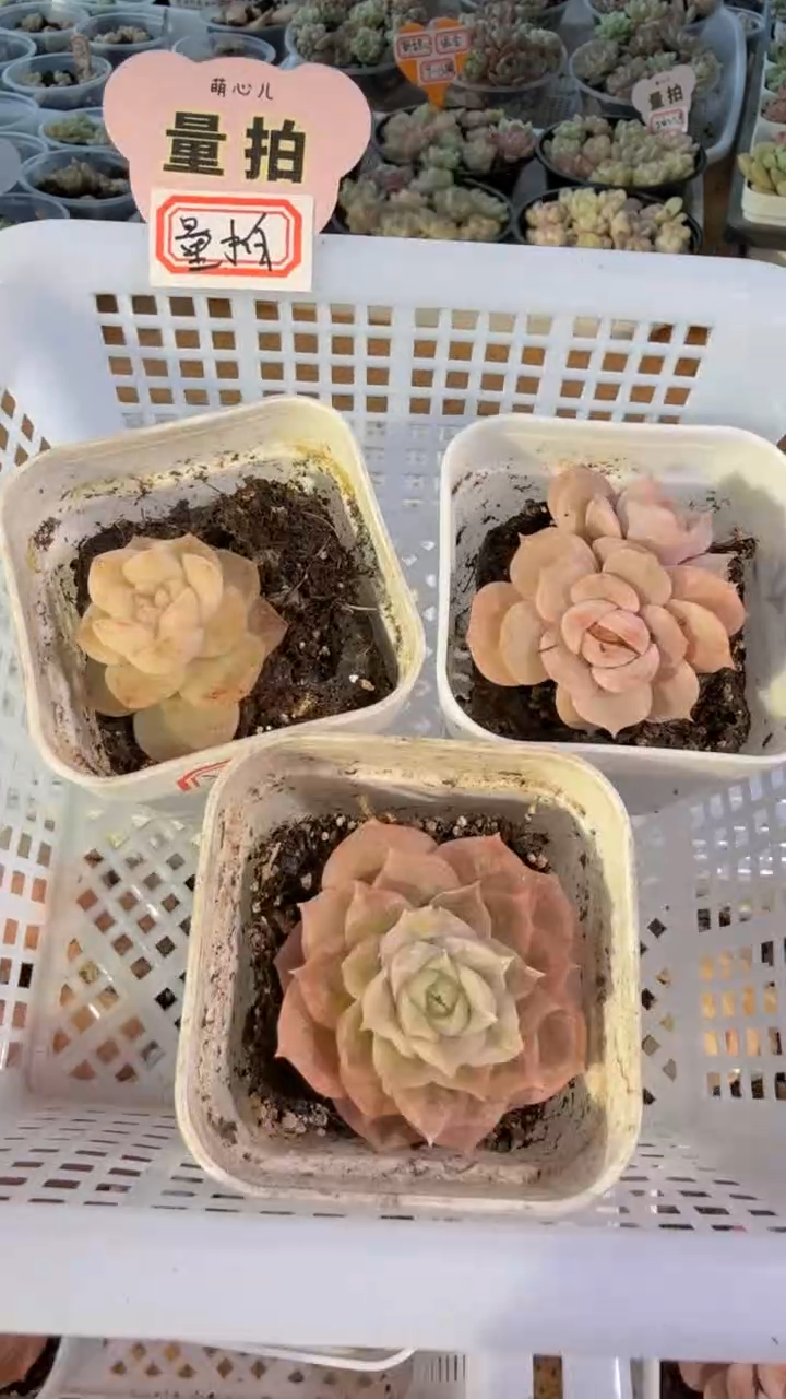 谪仙+宫花+虾饺 五方组合量拍混发