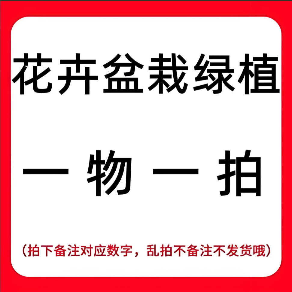 一物一拍曼地亚红豆杉