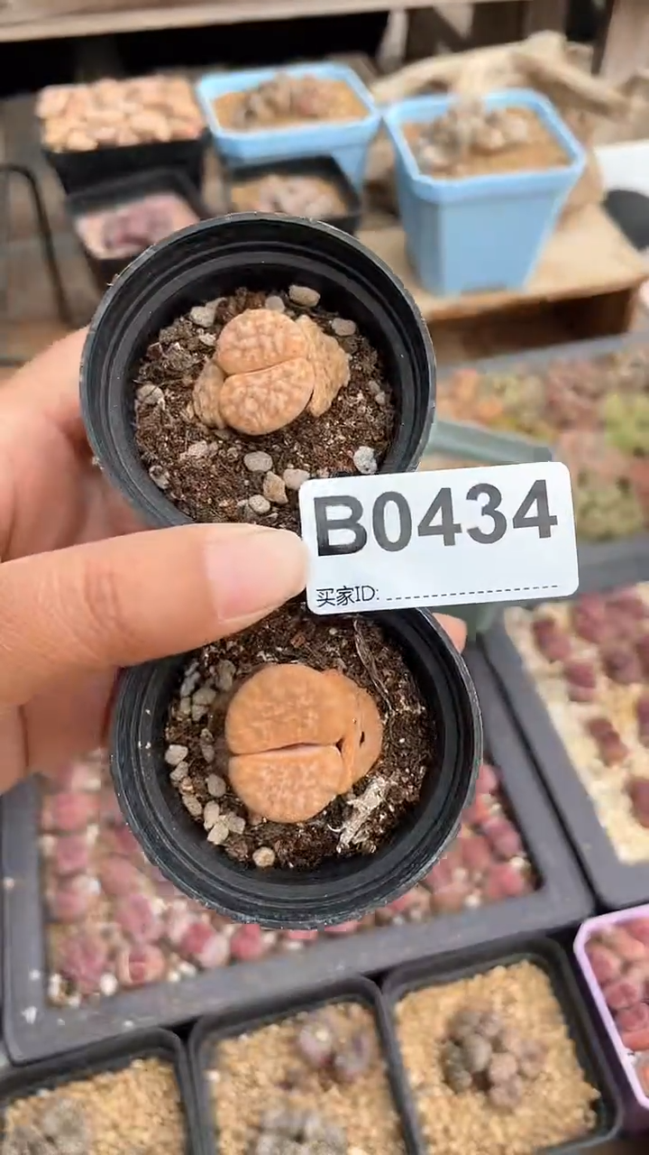 【闪购商品】0434直播一物一拍