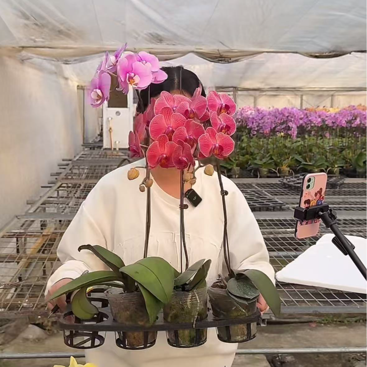 一物一拍 蝴蝶兰 标号：3