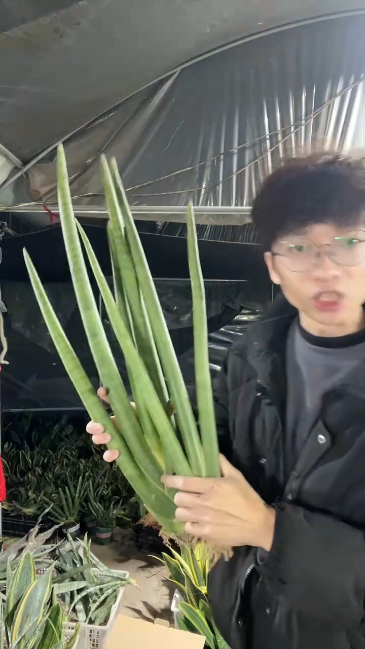 1号神手裸根2颗39.8