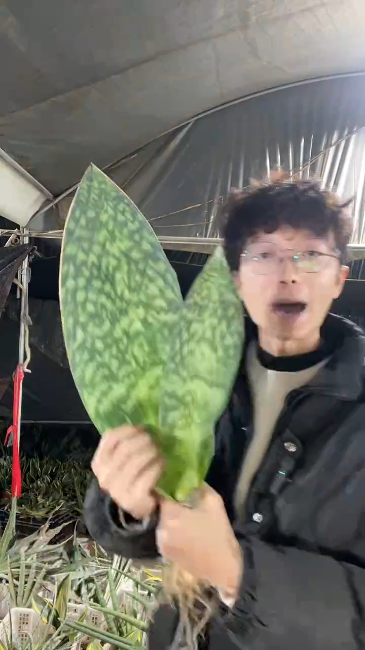 翡翠宝镜裸根40厘米起23.8