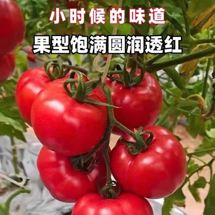 福0【老兰只发新疆】普罗旺斯吐鲁番沙瓤甜西红柿自然成熟一箱