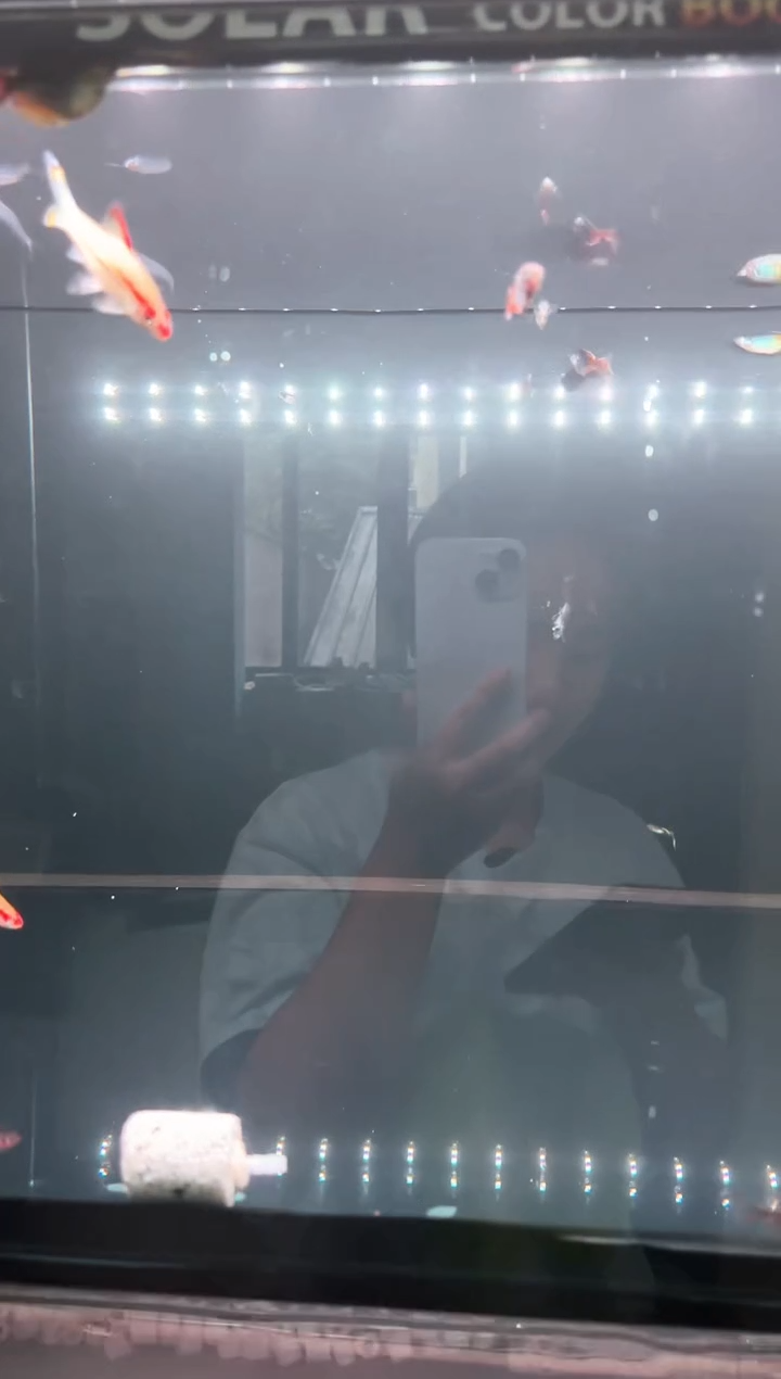 灯科鱼刚果美人10条