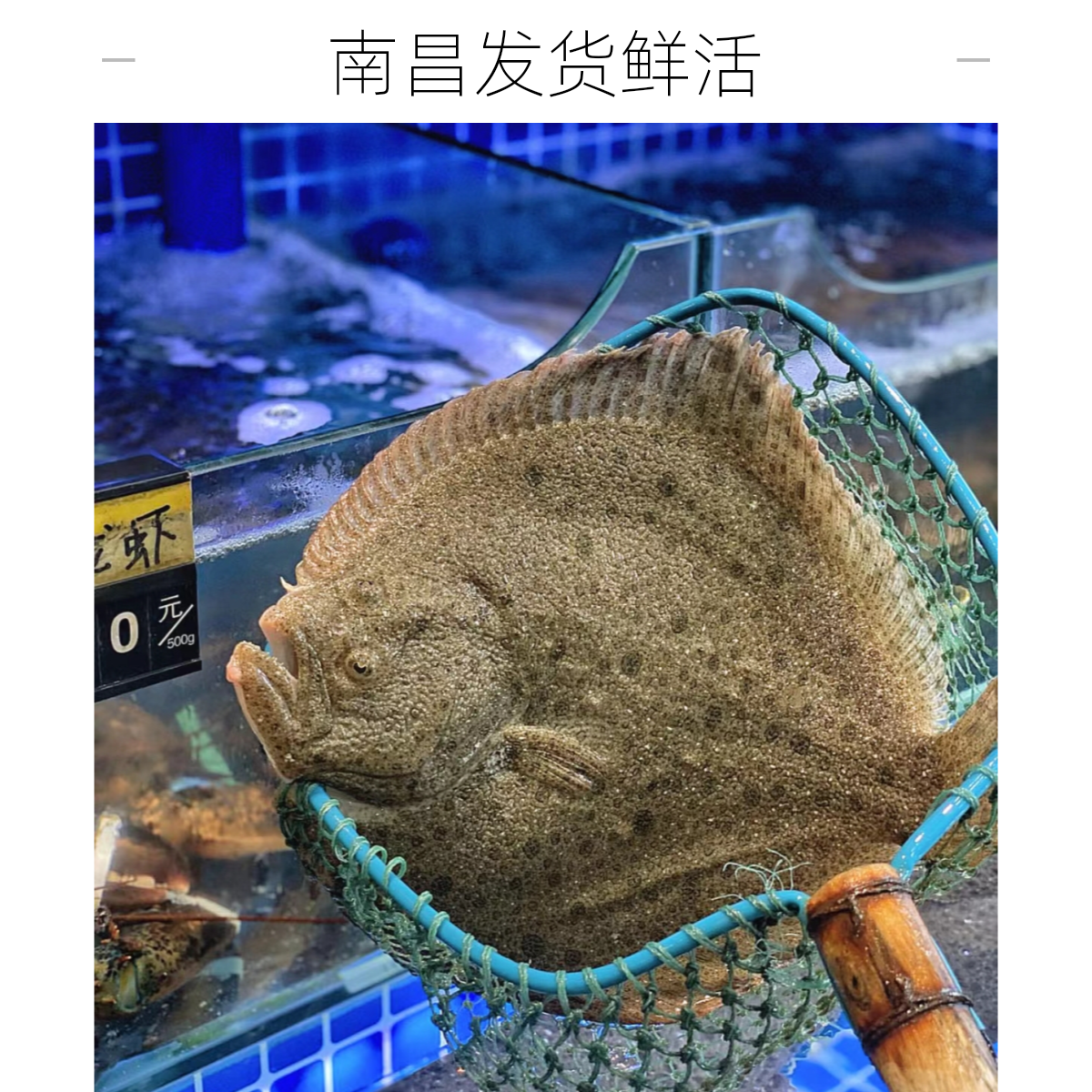 多宝鱼1.2斤到1.3斤重 南昌鲜活发货 