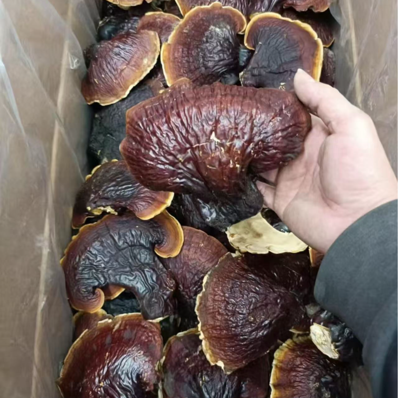 【松衫灵芝】云南山货溯源产地直发