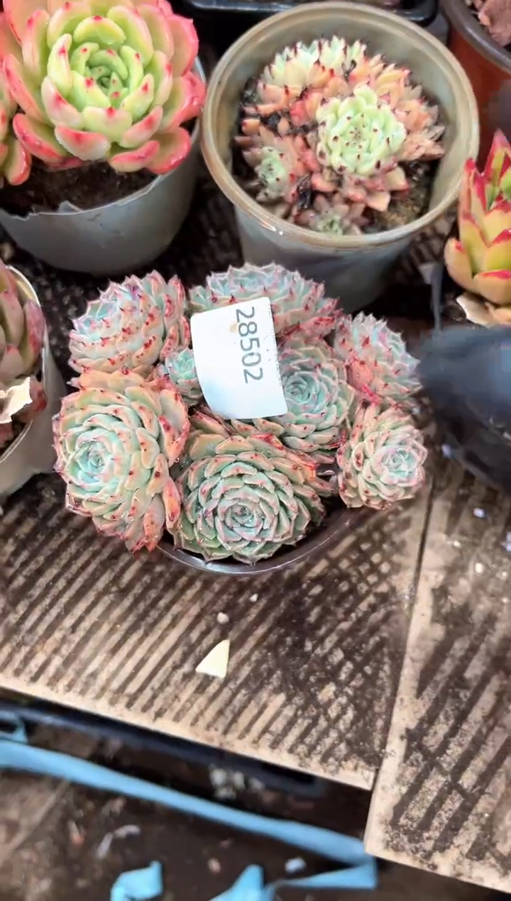 可*多肉植物一物一拍28502