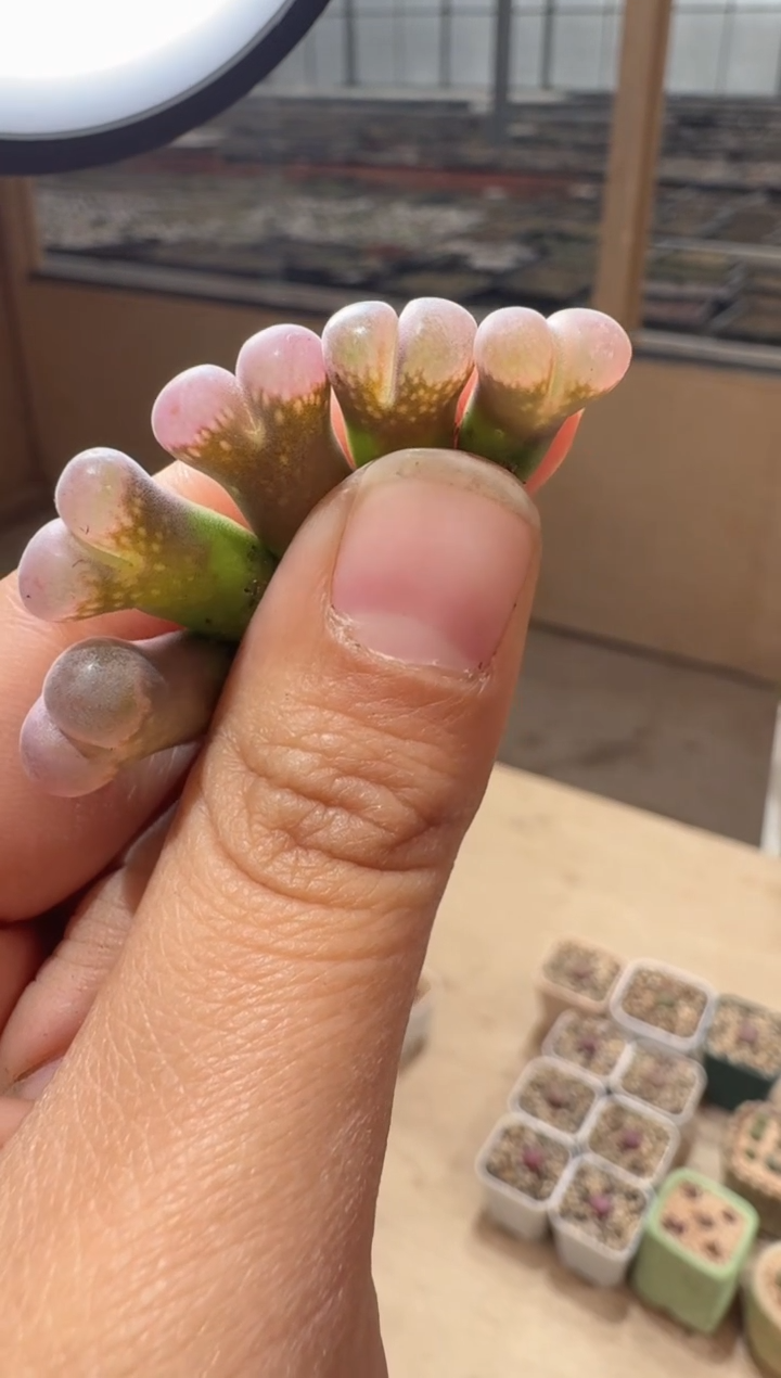 219多肉植物肉锥风铃到手两颗