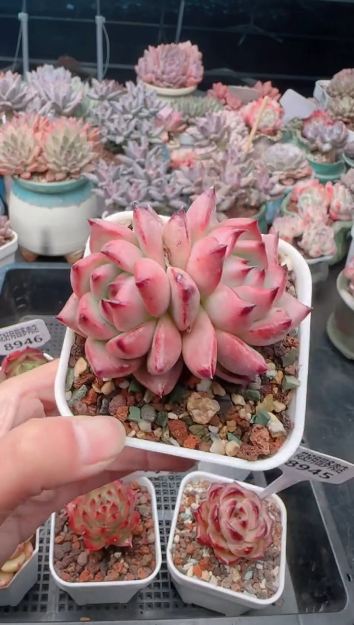 【闪购商品】8949.