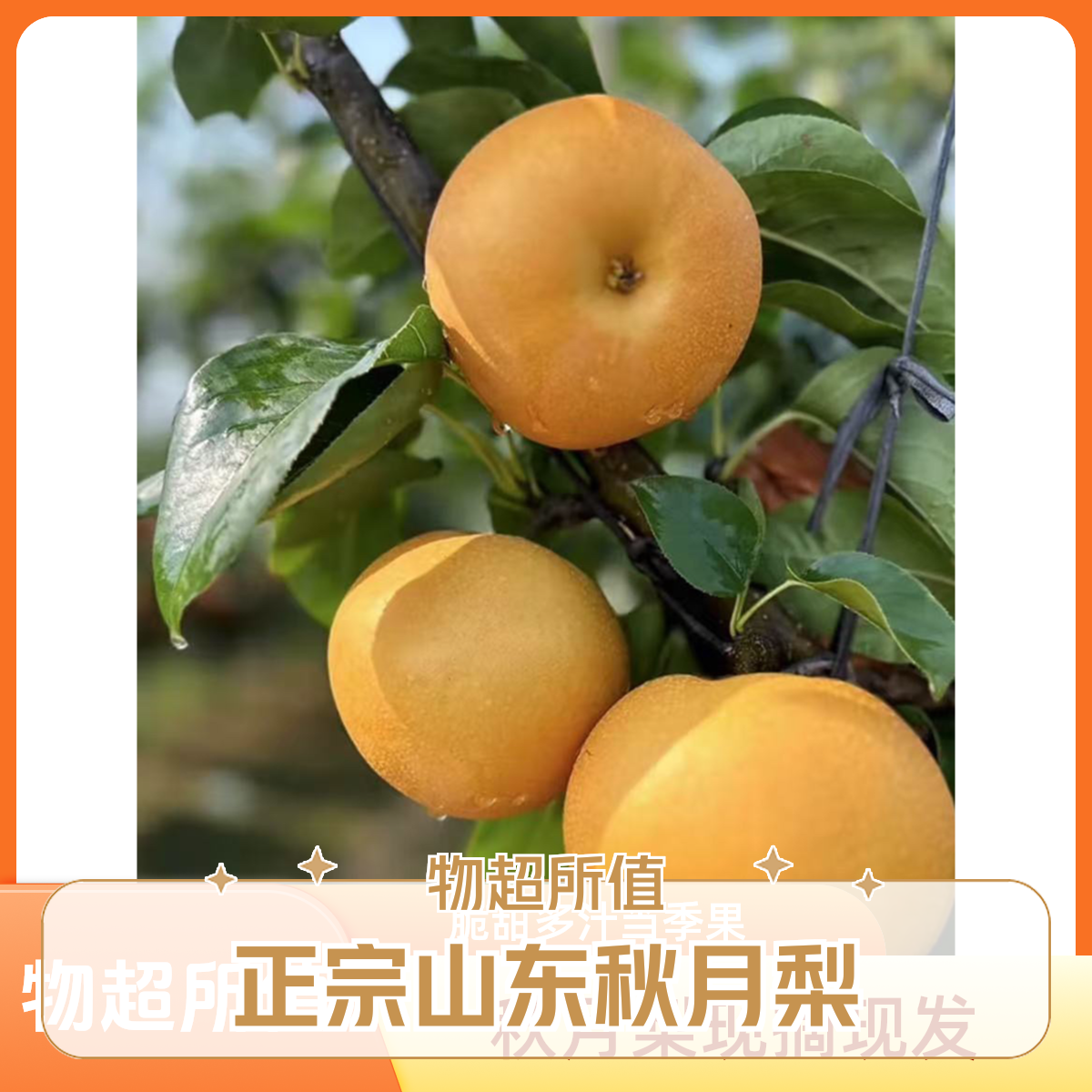 正宗山东秋月梨现摘现发脆甜多汁当季新鲜水果山东省