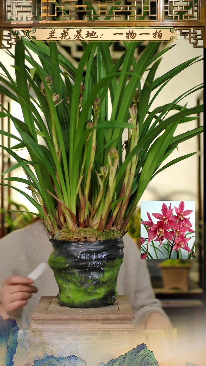 全部花苞台北小姐10花苞