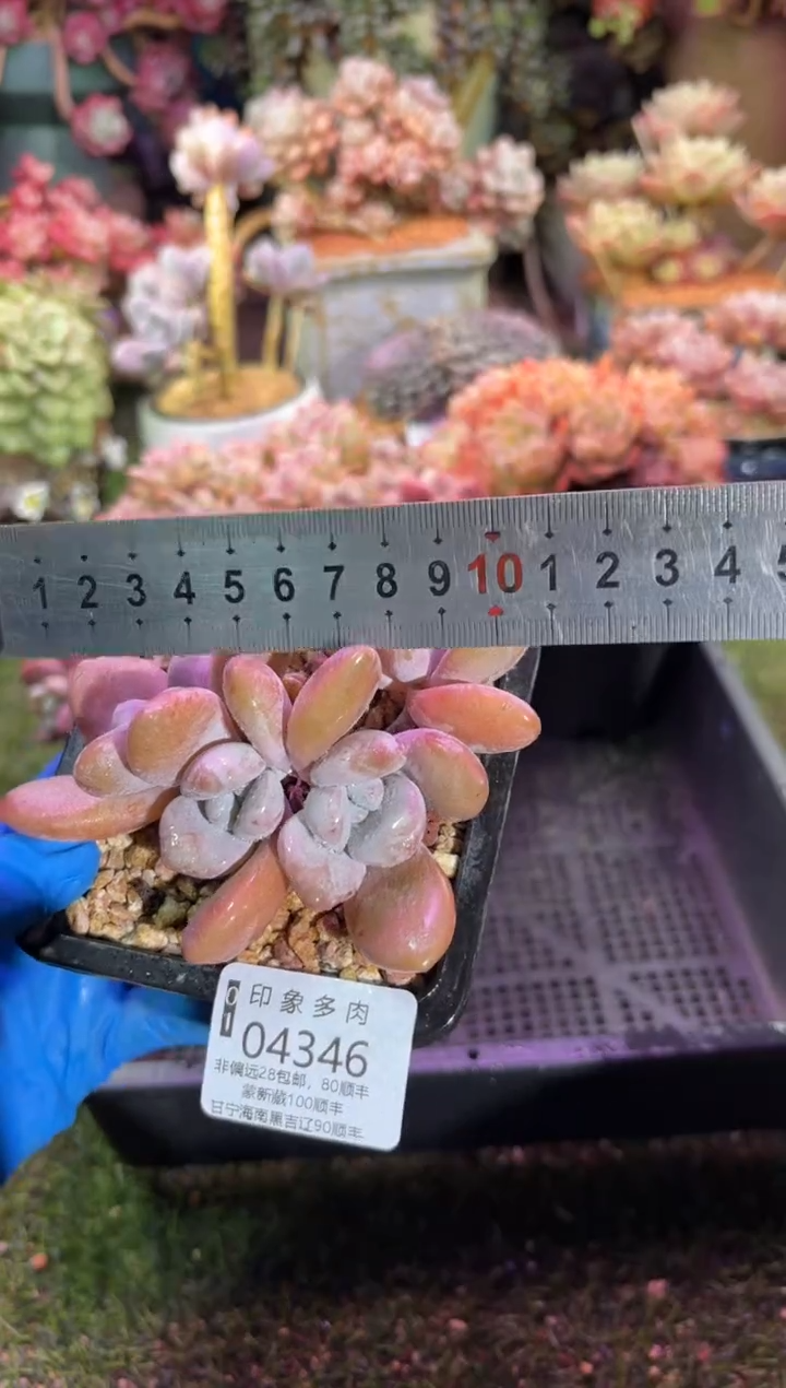 【闪购商品】04346