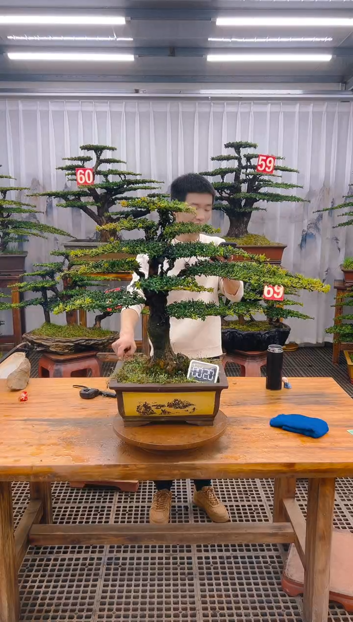 【闪购商品】紫砂精品盆景直播间一物一拍